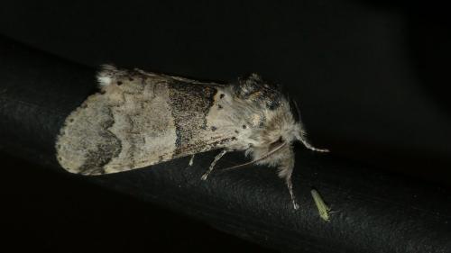 Furcula bifida